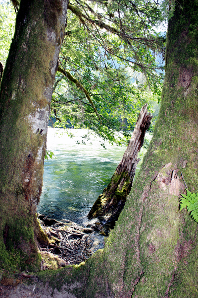 looking through the tree at the river